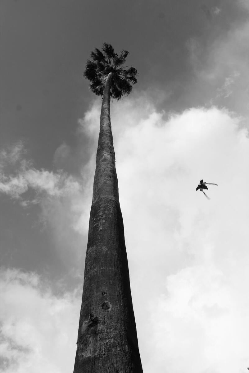 El pichón y la palmera